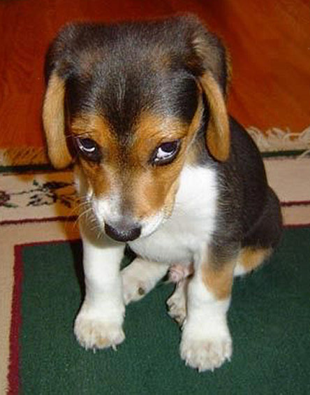 Date this cute Brazil girl B1942 from  B1942